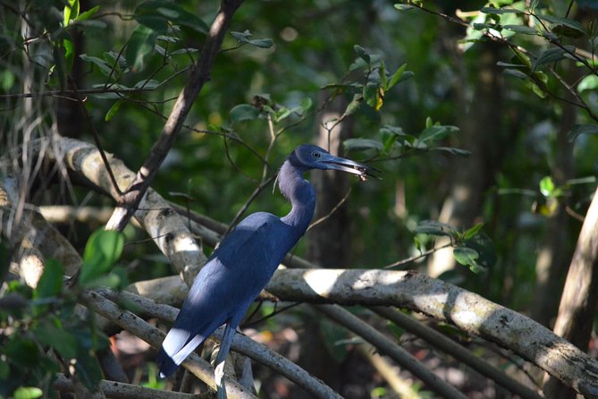 Sunset Boat Tour into Caroni Wetlands - Who this tour fits best, and who might want another plan