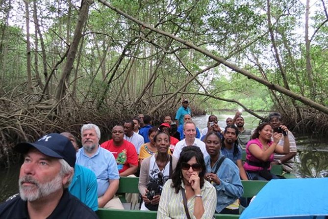 The Scarlet Ibis - Caroni Swamp Tour - Key things to know before you go