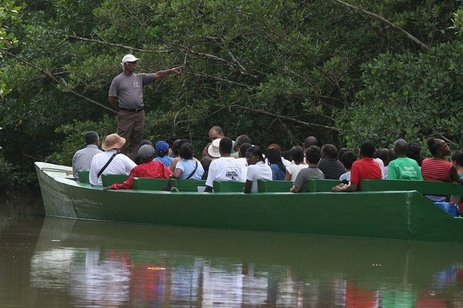The Scarlet Ibis - Caroni Swamp Tour - Stop at Ariapita Avenue: doubles, local rhythm, and a full layover day