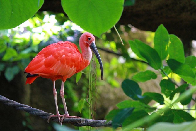 The Scarlet Ibis - Caroni Swamp Tour - Caroni Bird Sanctuary boat ride: wildlife, snakes, and why dusk matters