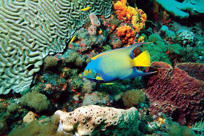 Tobago Buccoo Reef Glass Bottom Boat Cruise and Island Sightseeing Tour - Scarborough-to-Sea, what makes this day tour work