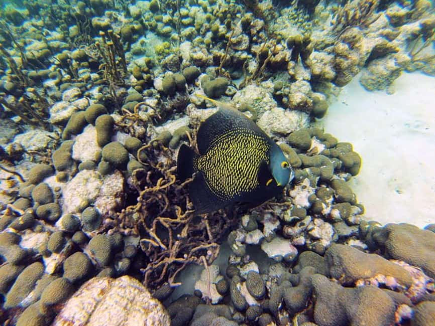 Tobago: Coral Reef Boat Tour with BBQ and Transfer - What to Bring, What Not to Do, and Simple Tips