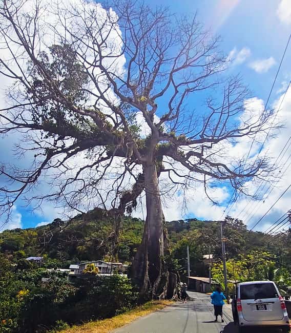 Tobago: Half Day Atlantic Coast Tour with Transfer - What to Bring So You Actually Enjoy the Swim