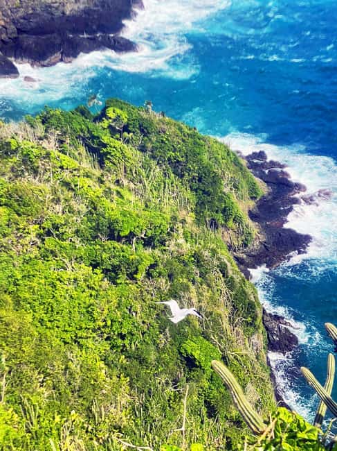 Tobago: Little Tobago Bird Sanctuary Visit and Boat Tour - Price and Value: What You Get for $150 Per Person