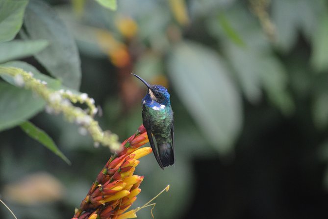 Trinidad Nature and Asa Wright Center Full-Day Tour from Port of Spain - The guided rainforest walk: birds, lizards, and plant spotting
