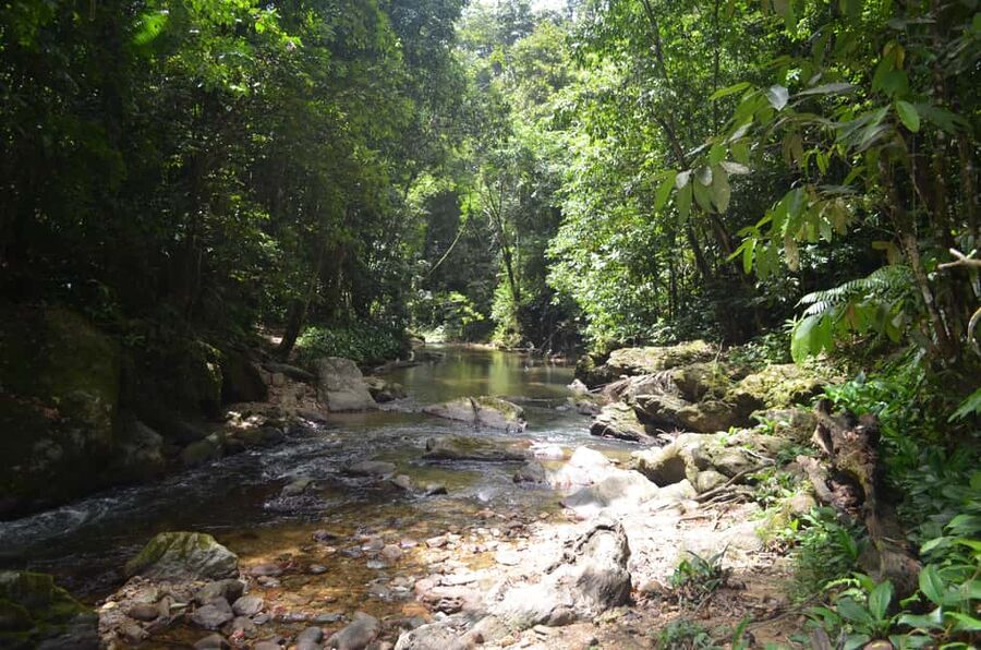 Trinidad: Rainforest Hike to Avocat Waterfall - Rainforest hike to Avocat Falls, with North Coast views