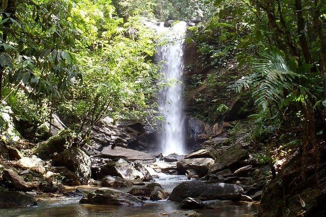 Trinidad Rainforest Hike to Waterfall - Key Points You Should Know Before You Go