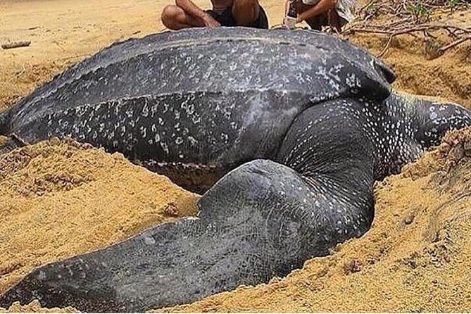 Turtle Watching - Key things to know before you go
