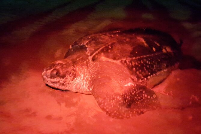 Turtle Watching - From Buccoo Beach: pickup, private groups, and a turtle alert vibe
