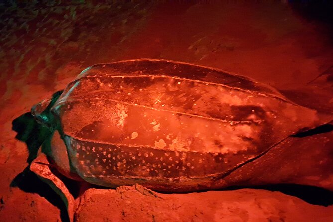 Turtle Watching - Watching leatherback nesting: the waiting game, explained