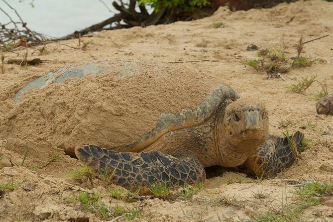 Turtle Watching - Timing, duration, and why the experience can feel longer than planned