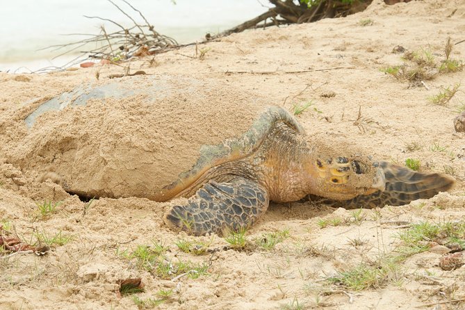 Turtle Watching - What’s included, and what $80 per person buys you