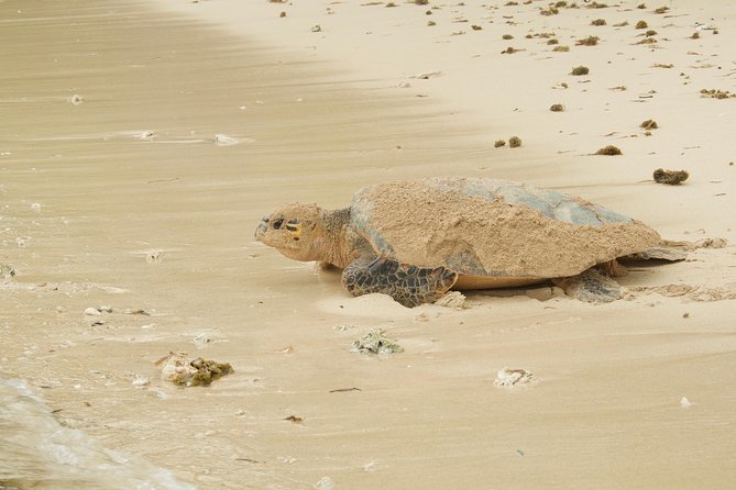 Turtle Watching - Who should book Fish Tobago Tours turtle watching?