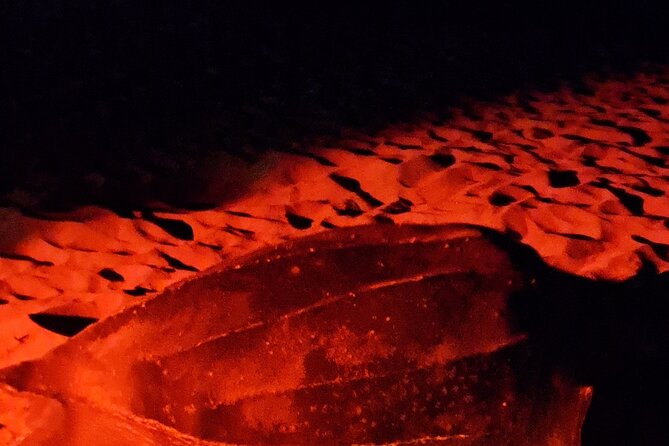 Turtle Watching - Should you book this turtle watching trip in Tobago?