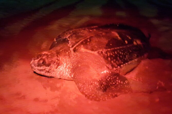 Turtle Watching - The boat tour where you see turtles and swim with them