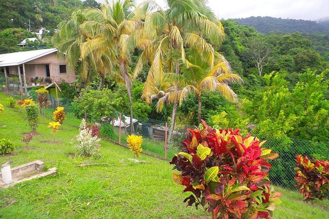 VIP Inclusive Private Tour of Island (Lunch, Drinks + Snorkeling) - Stop 2: Tobago Cocoa Estate and the taste test moment