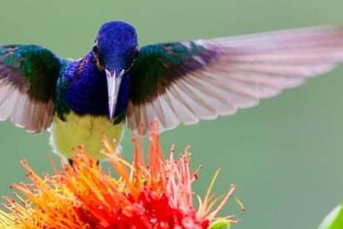 Yerette Home of the Hummingbird - Key Things You Should Know Before You Go