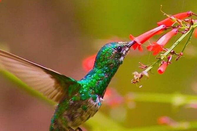 Yerette Home of the Hummingbird - Yerette Home of the Hummingbird: a tiny aviary world with real conservation behind it