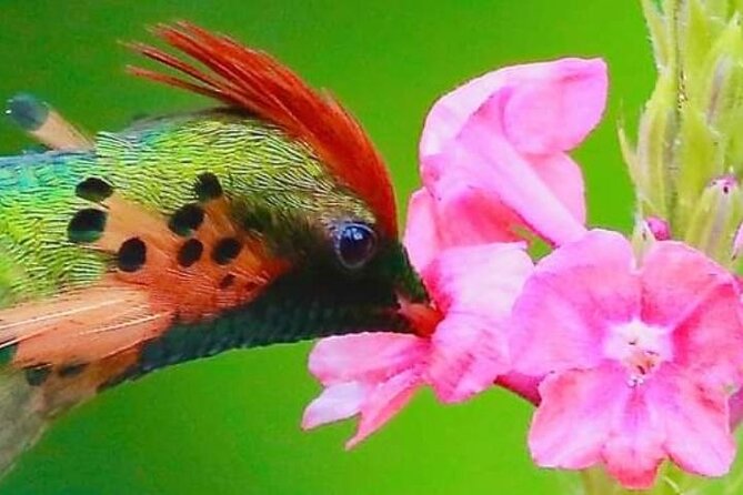 Yerette Home of the Hummingbird - The hummingbird viewing plan: seeing up to 14 species in one garden