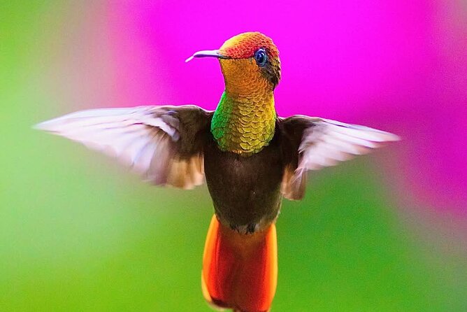 Yerette Home of the Hummingbird - Meet Theo and Gloria Ferguson: your hosts shape the experience, not just the birds