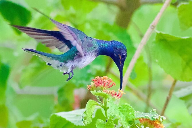 Yerette Home of the Hummingbird - Meals at Yerette: light breakfast, light lunch, or light afternoon tea