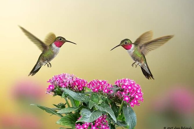 Yerette Home of the Hummingbird - Price and value: is $96.25 a fair deal?
