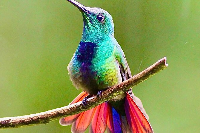 Yerette Home of the Hummingbird - Who should book this hummingbird tour, and who might not love it