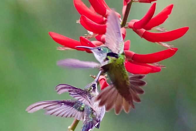 Yerette Home of the Hummingbird - A few smart tips to get the most hummingbird time