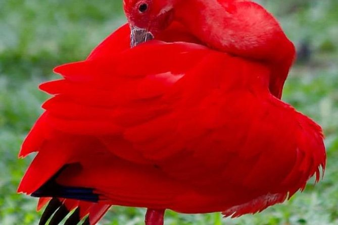 Yerette Home of the Hummingbird and Caroni Wildlife Tour - Key things to know before you go to Yerette and Caroni